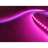 Led GEN2 Rose vif